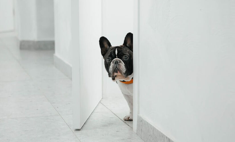 Mesmo sem ver ou aparentar ouvir nada, os animais de estimação já conseguem identificar que o tutor está retornando