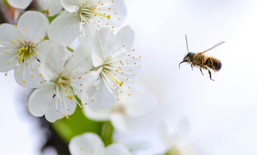 Estudo foi publicado na revista científica ACS Sustainable Chemistry & Engineering, dos Estados Unidos