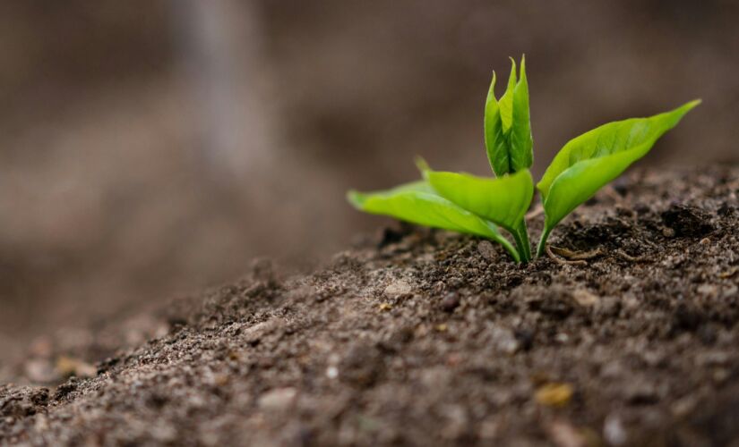 Iniciativas incluem apresentações, expedições, produções literárias e movimentos