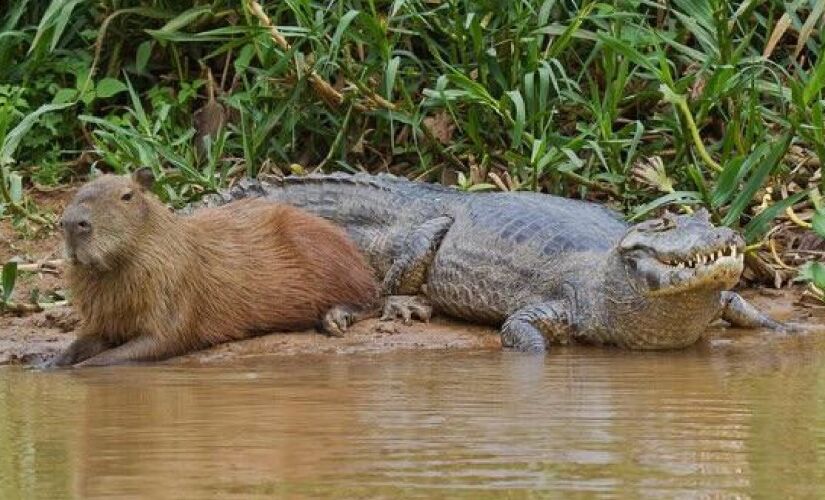 Se respeitando, dá para dividir o mesmo espaço