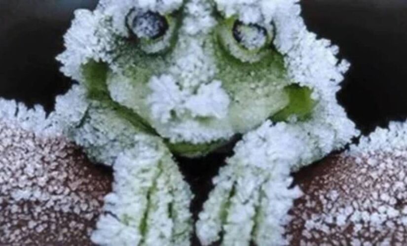 Incrível rã do Alasca sobrevive quase morta no gelo e inspira a medicina