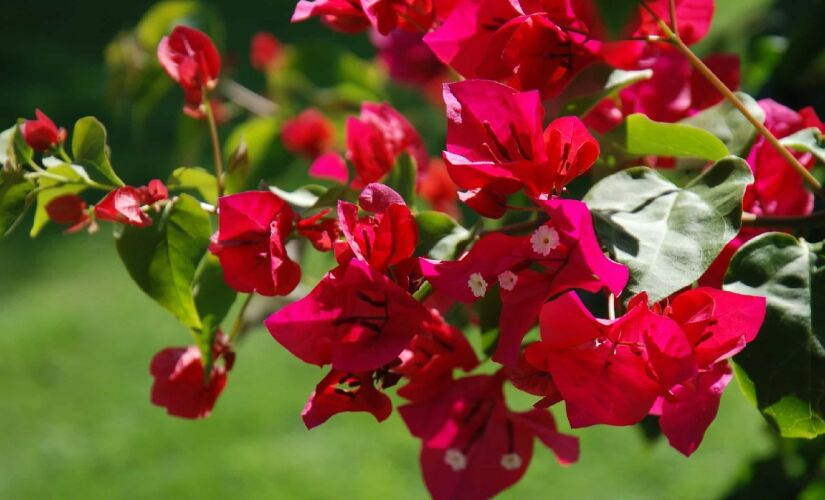 Arbustos silvestres podem ser podados fora do inverno