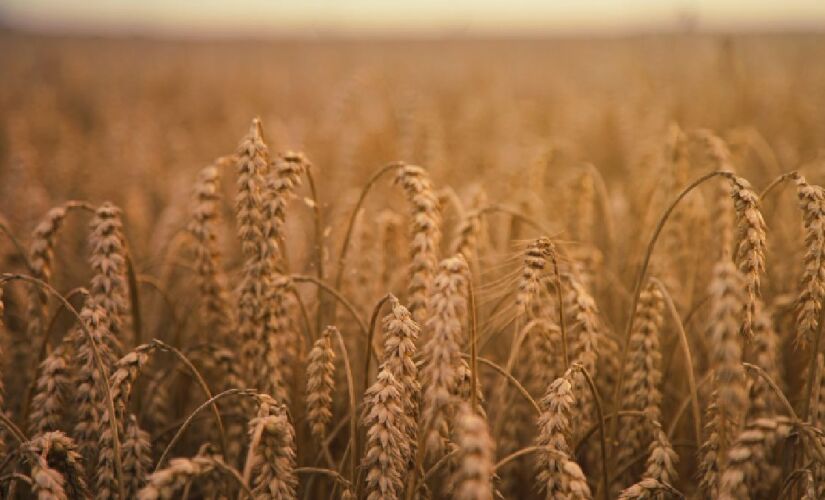 Trigo é um dos cereais mais antigos e consumidos do mundo