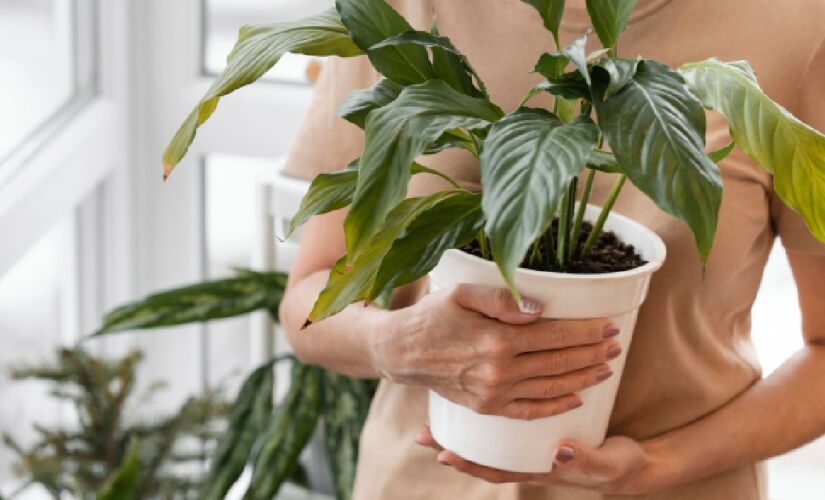 Novidade ganhou o coração de arquitetos e pode deixar a sua casa mais charmosa