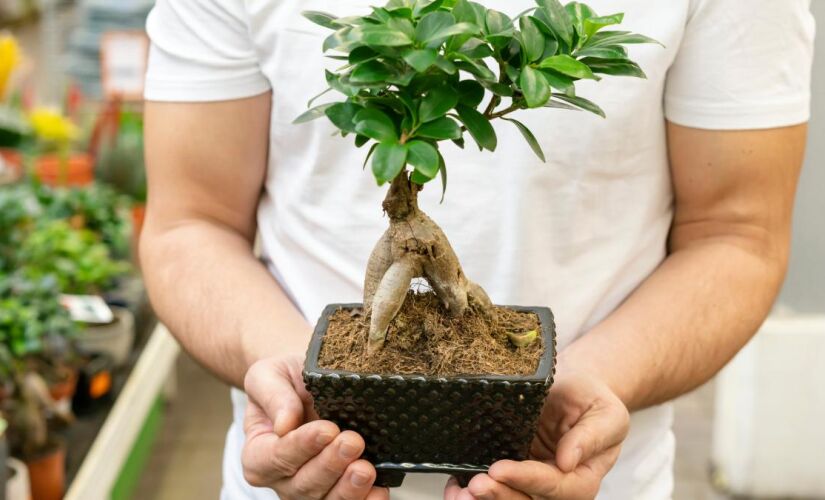 Estas ávores podem ser plantadas em casa e mesmo assim dar frutos