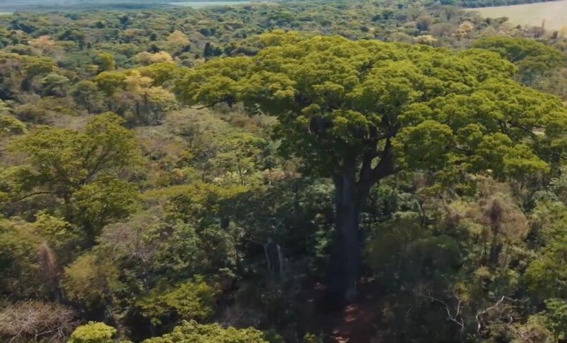 Por muito tempo a gigante passou despercebida, mas agora cientistas apostam em até 900 anos de vida