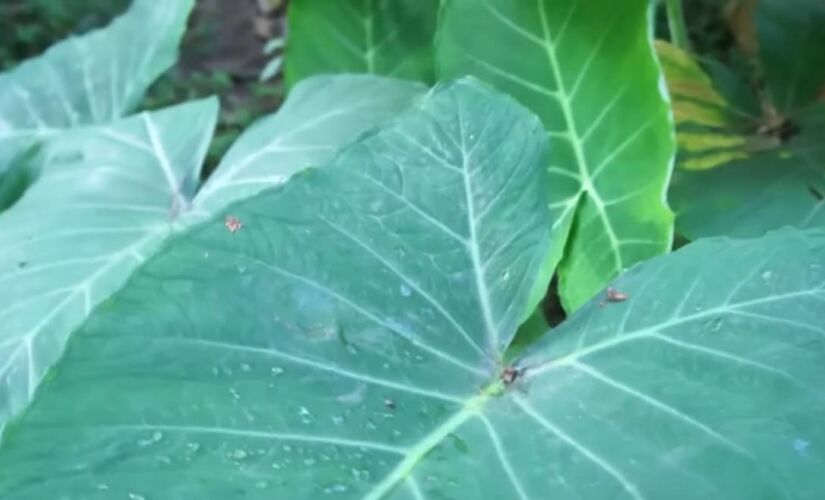 Conheça plantas que são ótimas nutricionalmente