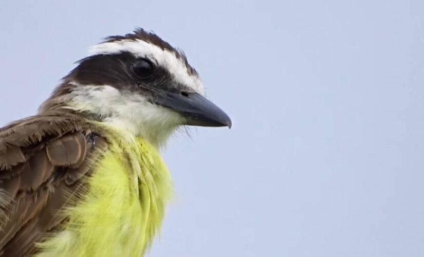 O bem-te-vi é um dos mais famosos dentro dessa lista 