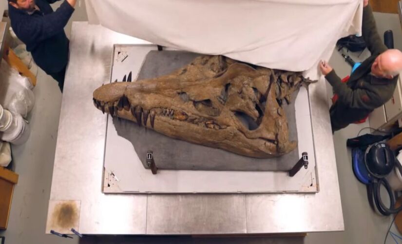 Os cientistas podem tem descoberto um dos maiores fósseis marinhos da história 