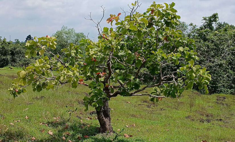 Goiabeira reúne sombra, beleza e praticidade em áreas urbanas.