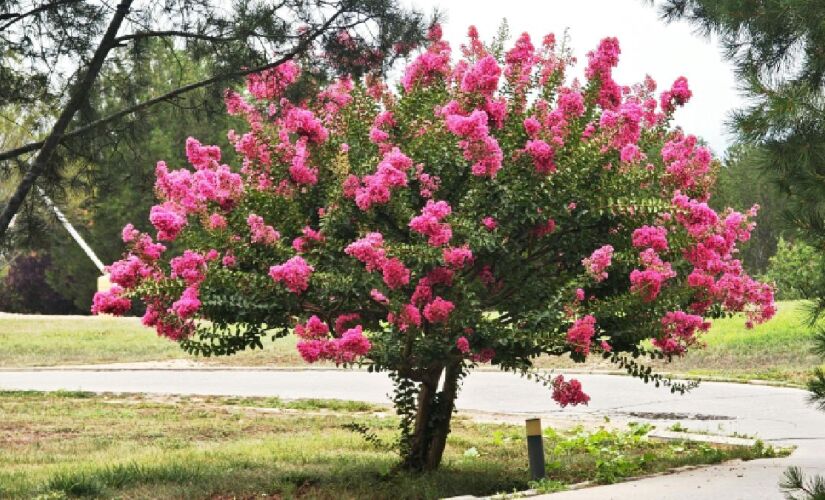 Árvores simples de cuidar que colorem o quintal de casa