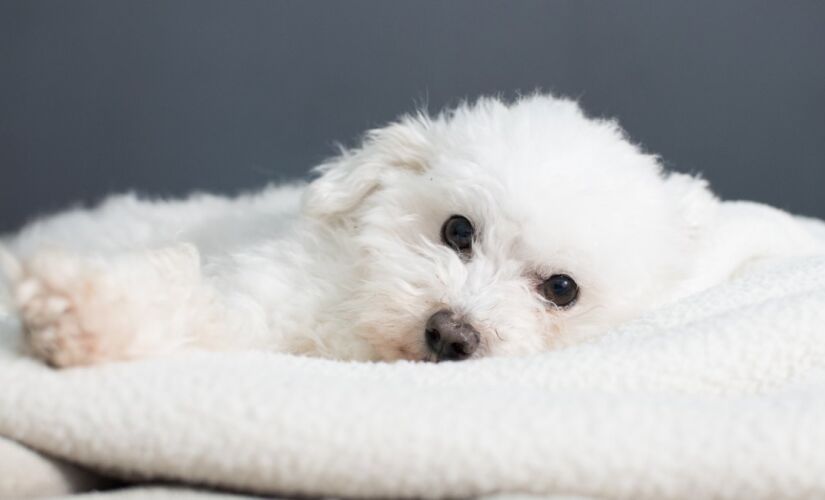 Diminuição de poodles no Brasil está diretamente relacionada com a sua popularidade; entenda