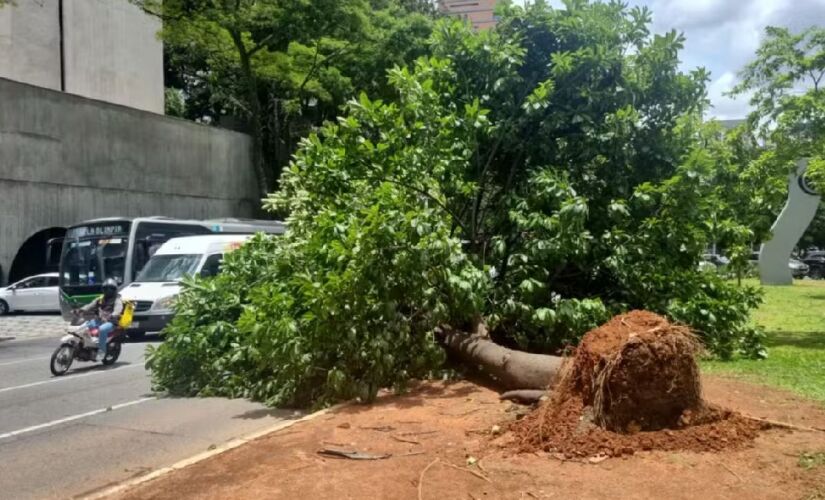 Ventania de dezembro de 2025, derrubou árvores na capital paulista