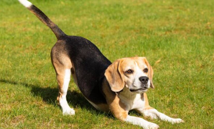 Após se esticar, se o cão se aproxima de você com o corpo relaxado, busca carinho ou traz um brinquedo, é um claro sinal de que ele está feliz e confortável em sua presença.