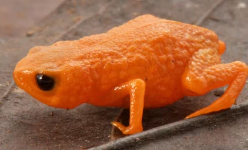 Espécie tem um pouco mais de um centimento e está localizado em Santa Catarina