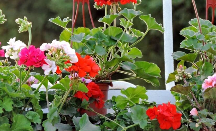 A planta primavera é ideal para cultivar em casa pequenas em apartamentos