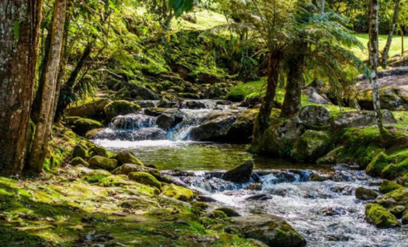 Rio correndo em meio à mata no Parque Nacional de Itatiaia. 