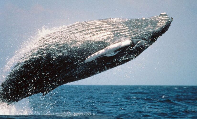 Conversar com baleiras pode ajudar também a conversar com ETs