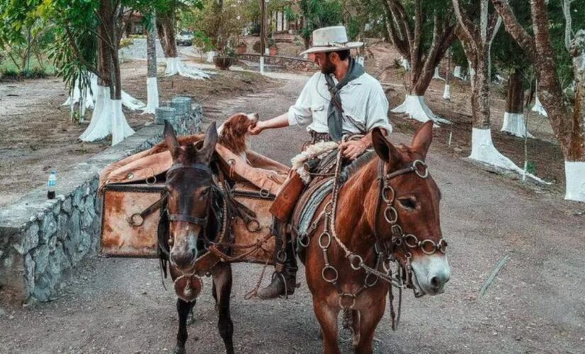Viajante leva seu cachorro Bastião e duas mulas para transporte em sua jornada de volta ao Brasil