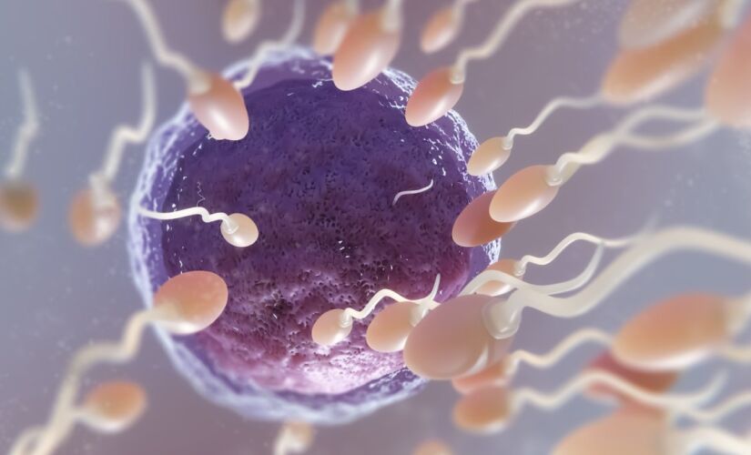 A forma que os espermatozóides se movem não parece respeitar a terceira lei de Newton