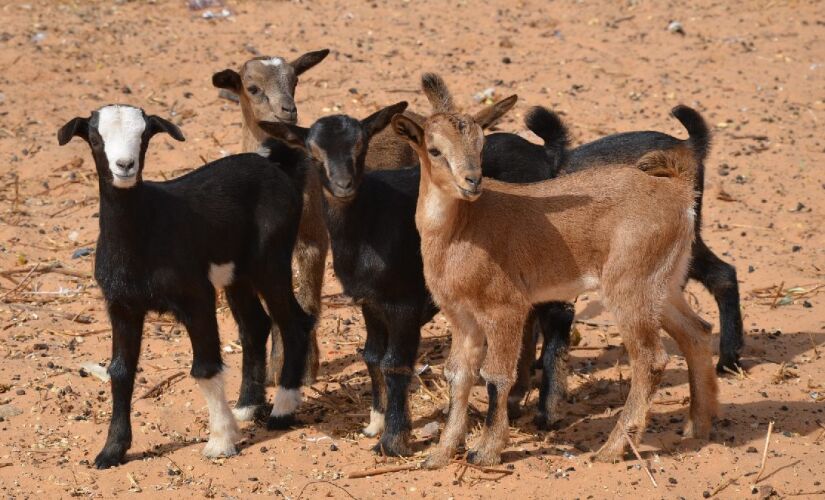 O bode é uma das poucas produções agropecuárias que vingam no Árido