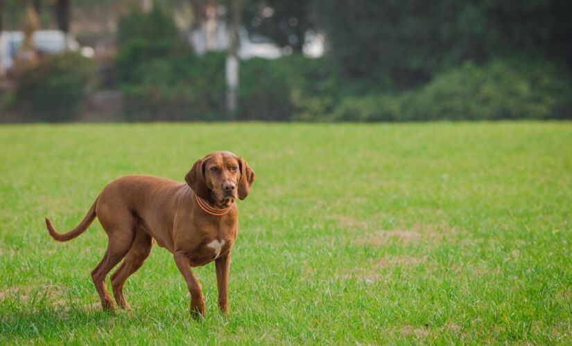 Pesquisa revelou os cachorros mais inteligentes do mundo, o pódio foi surpreendente
