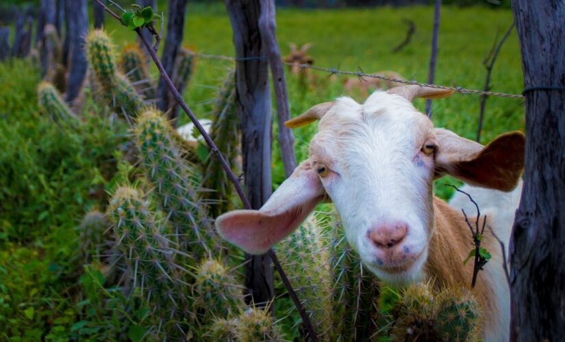 Animal possui importância econômica e cultural para a região