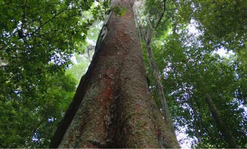 Parque no Amapá e Pará entrega aventura, biodiversidade e uma das paisagens mais remotas da Amazônia