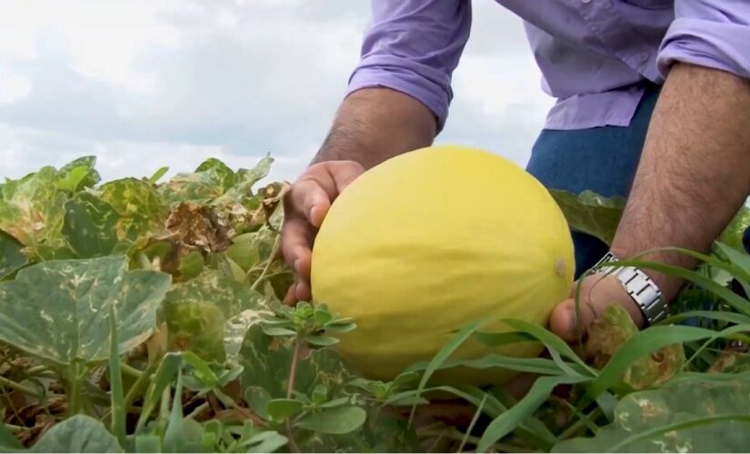 Com produção contínua e foco em exportação, a Fazenda reafirma o poder agrícola do Nordeste