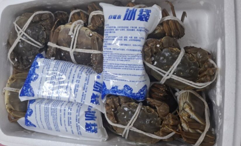 Animais estavam distribuídos em 12 caixas, cada uma com 20 crustáceos e pesando 4,6 kg