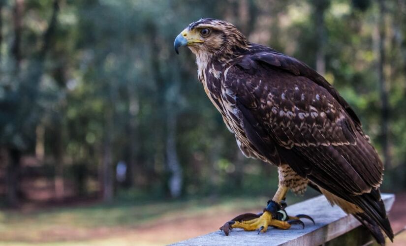 Presença marcante, os carcarás têm despertado a curiosidade do significado de sua aparição nas casas