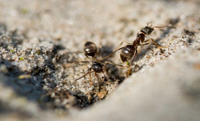 Jack jumpers explicados: por que essas formigas agressivas est&atilde;o em &aacute;reas urbanas