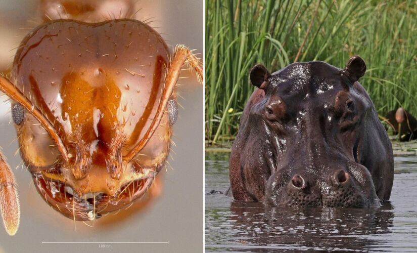O comportamento imprevisível da formiga-de-fogo contrasta com o porte do hipopótamo