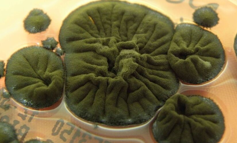 O fungo parece se alimentar de radiação