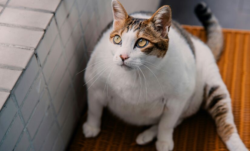 Implante baseado em GLP-1 promete ajudar gatos obesos a perder peso de forma gradual e segura