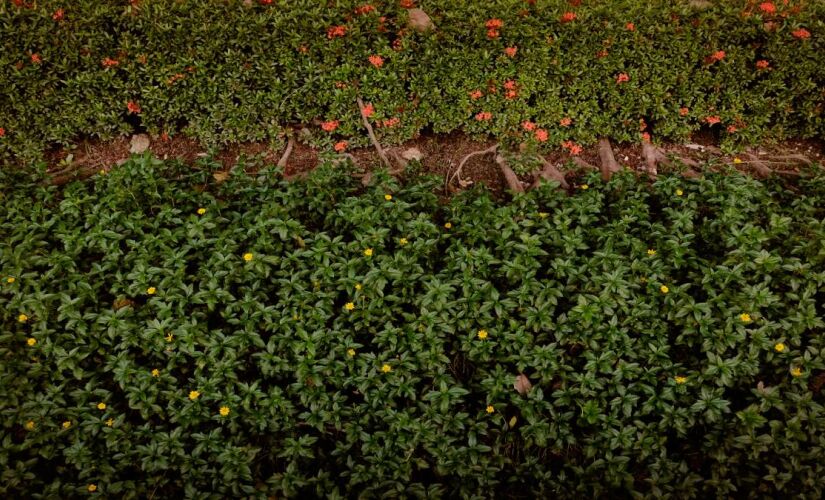 Estratégias com vegetação reduzem abrigo, alimento e entrada de peçonhentos em casas