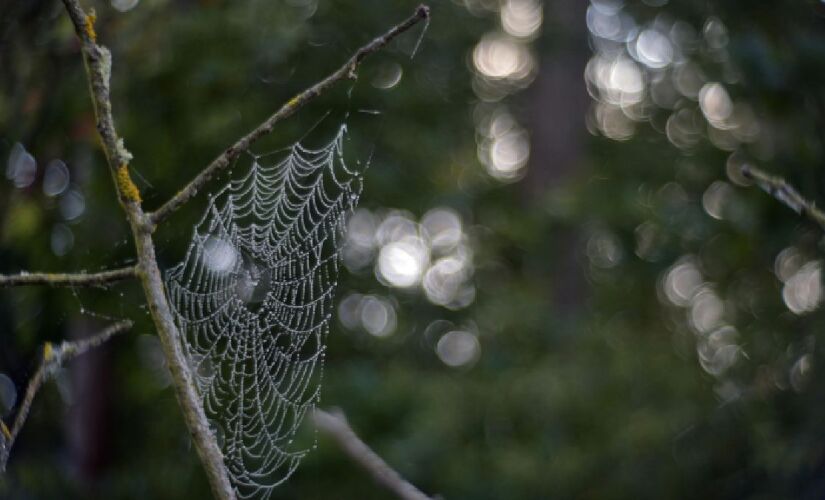 Lenda do leste europeu moldou todo um comportamento durante o Natal