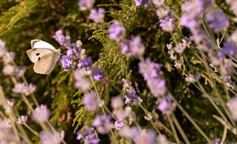 Com luz certa e solo leve, a lavanda vira protagonista no jardim e nos vasos