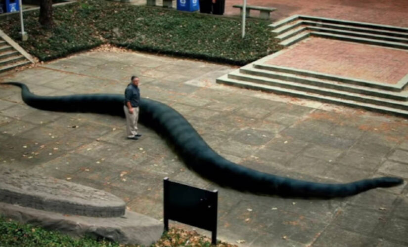 Descoberta em mina de carvão, Titanoboa funcionou como um "termômetro vivo" do planeta há 60 milhões de anos.