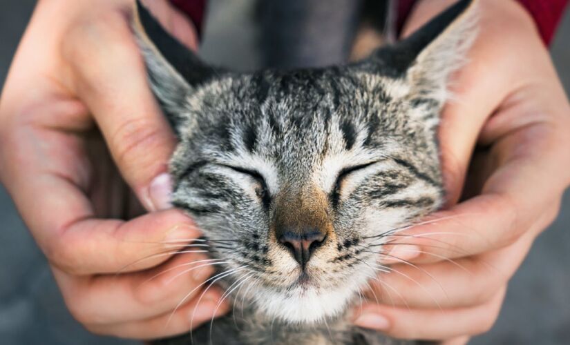 O olfato dos gatos é 14 vezes mais apurado que o olfato humano