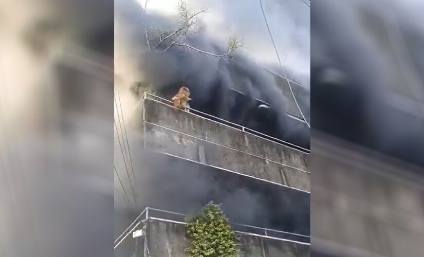 Moradora ficou presa na varanda após voltar para resgatar os pets; vídeo do salvamento viralizou nas redes sociais