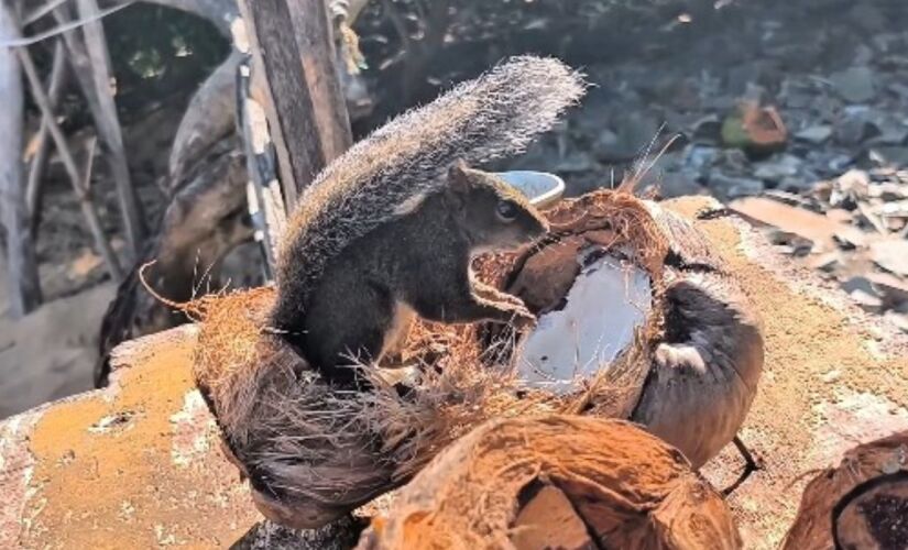 Veja como funciona a visita à Ilha de Santo Aleixo, área protegida entre Porto de Galinhas e Carneiros, com foco na preservação