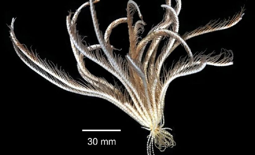 Imagem: Eric A. Lazo-Wasem Gall L 2018. Invertebrate Zoology Division, Yale Peabody Museum. Yale University Peabody Museum