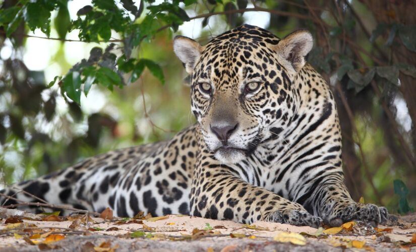 Onça no Pantanal, que entrou em lista de lugares mais lindos do mundo