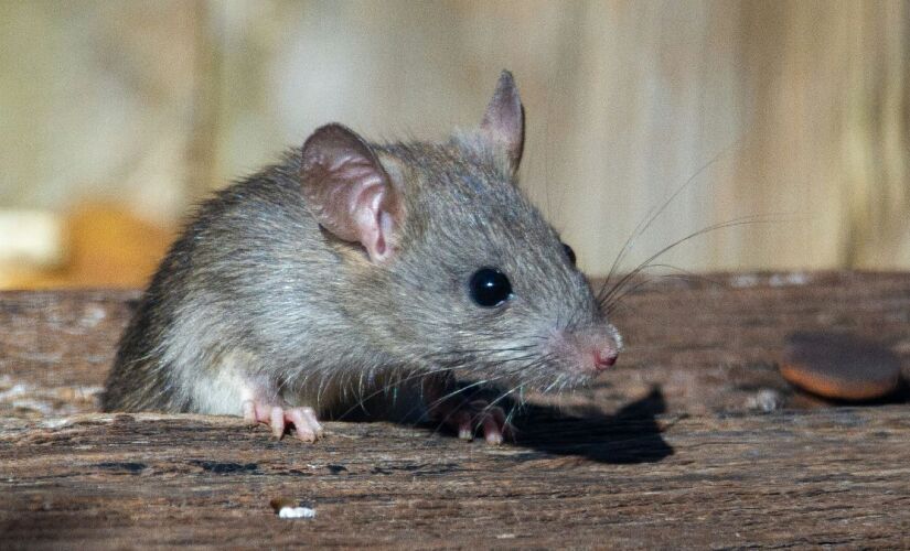 Qual é a melhor armadilha para ratos_ Confira métodos mais eficazes