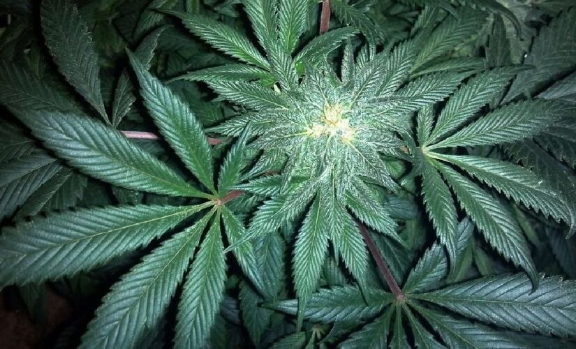 Embora traga benefícios médicos, o exagero no consumo pode também ser prejudicial