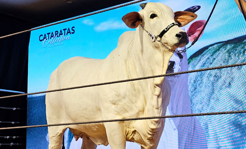 Donna, da raça Nelore, tem 10 anos, pesa cerca de 1 tonelada, nasceu no Paraná e foi arrematada por R$ 54 milhões