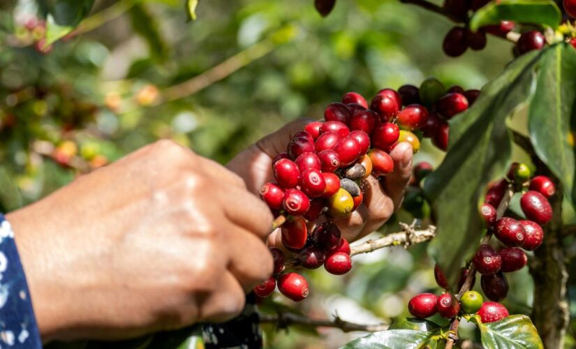 Estudos indicam que a polpa contém compostos antioxidantes e pode contribuir para a memória, o colesterol e o foco no dia a dia