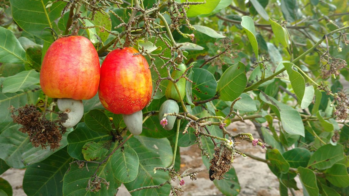 Được phát triển bởi Embrapa, cây điều lùn chín sớm cho quả nhanh, chịu được hạn hán kéo dài và thậm chí có thể trồng trong chậu.