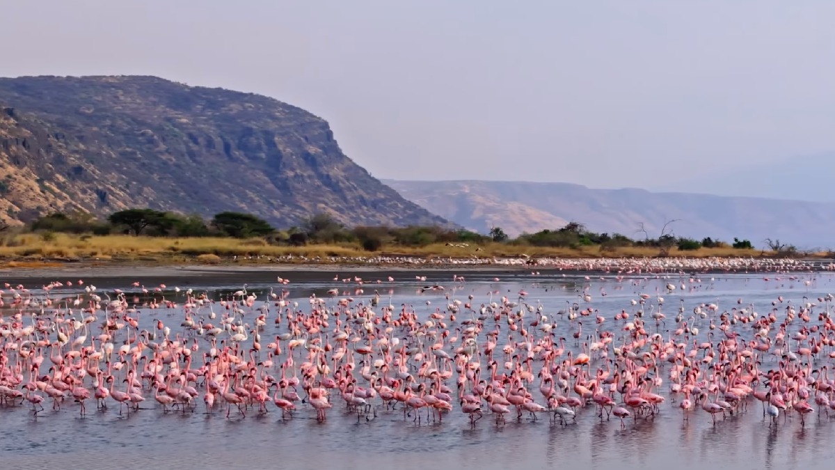 O lago que transforma animais em 'estátuas de pedra': entenda o mistério na Tanzânia